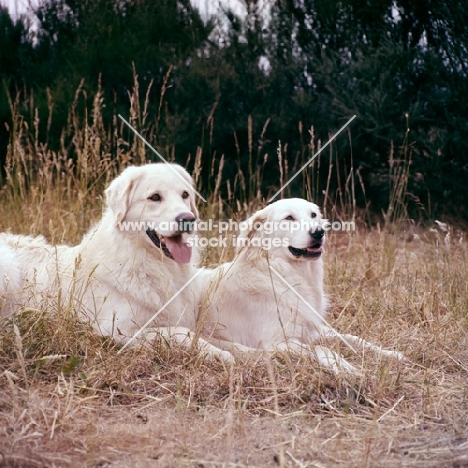two maremma sheepdogs 