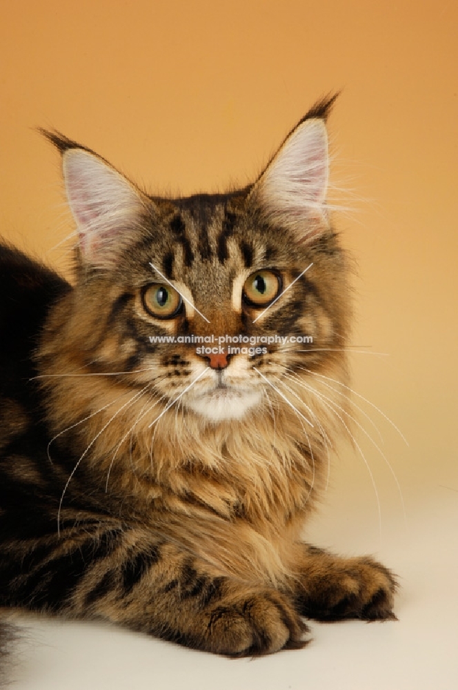 brown tabby maine coon, portrait