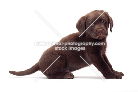 chocolate Labrador Retriever puppy, sitting down