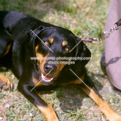 austrian hound head shot