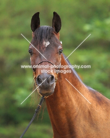 Arab (Egyptian) horse looking at camera