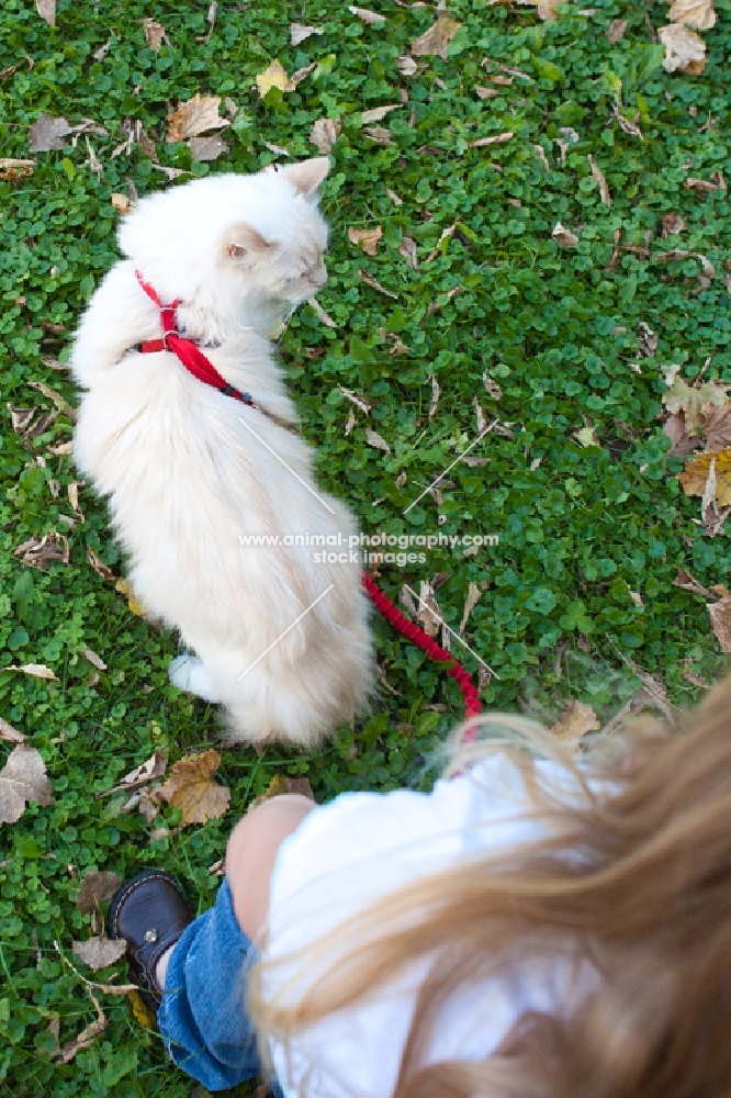 ragdoll with girl, top view