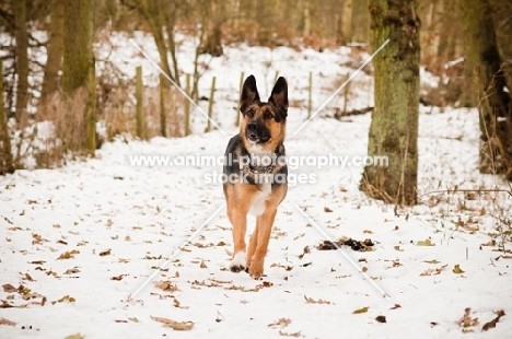 GSD x Collie dog in snowy forest