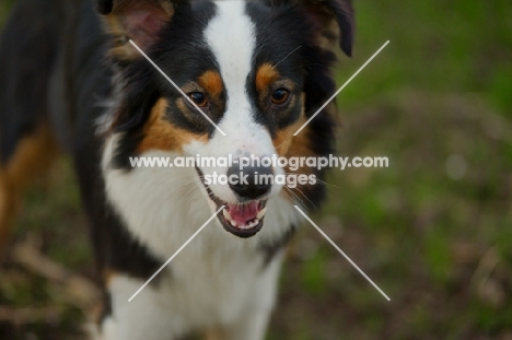 blaxck tri colour australian shepherd smiling