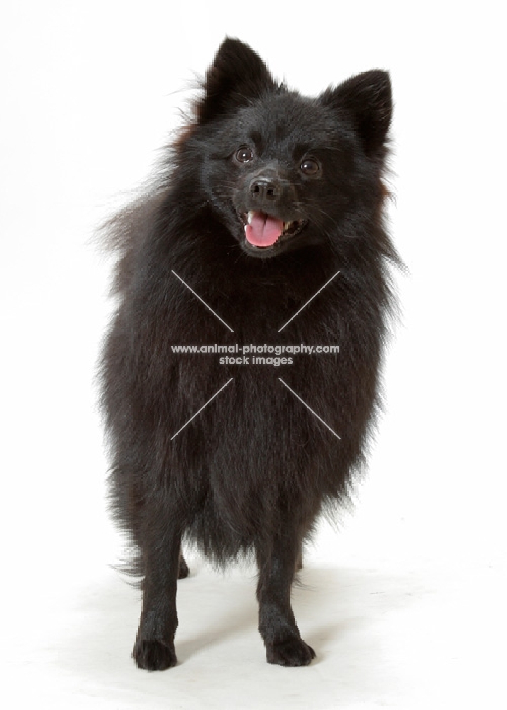 German Spitz Mittel front view on white background