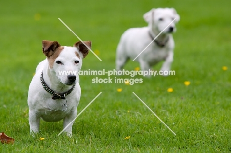 Jack Russell Terrier with another in the distance