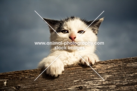 kitten hanging onto fence board