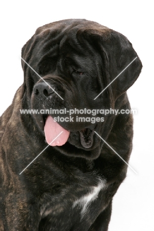 Brindle Mastiff