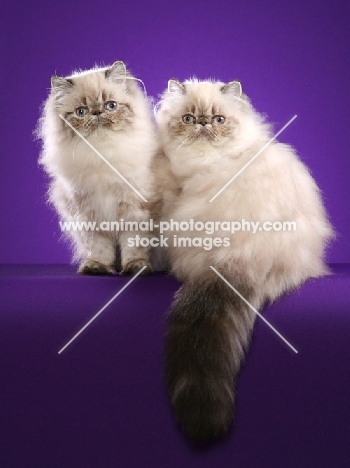 two Himalayan cats