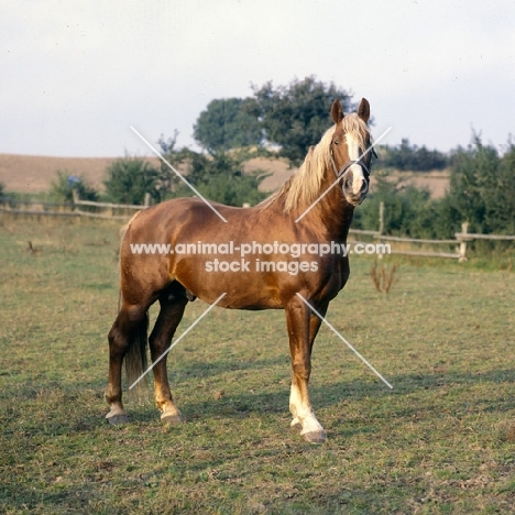 Tito Naesdal, Frederiksborg stallion standing