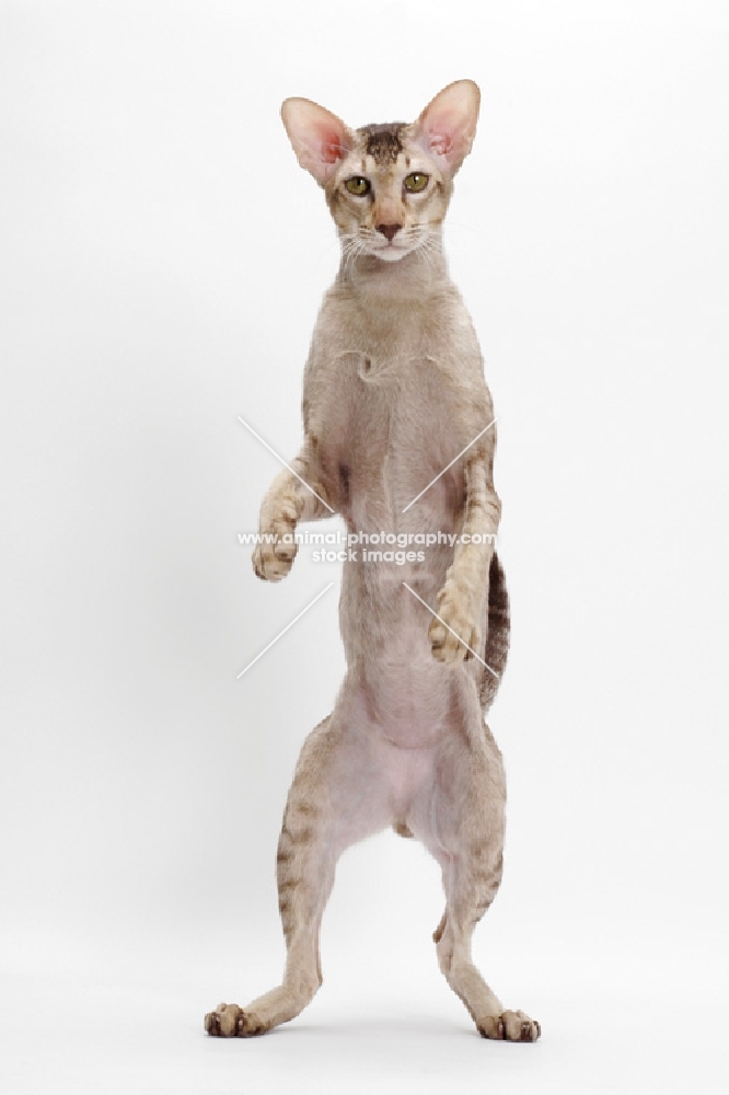 Oriental Shorthair full body, Chocolate Silver Ticked Tabby, front legs up