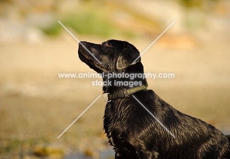 black Labrador Retriever