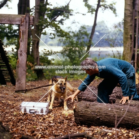 german shepherd dog guarding a case with trainer