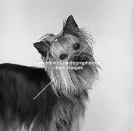 young yorkshire terrier, portrait, head on one side