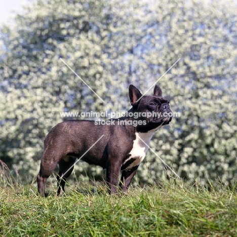 ch merrowlea opal of boristi,   french bulldog standing on grass