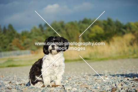 black and white Shih Tzu 