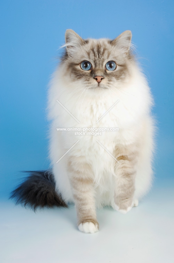 blue tabby point birman cat front view