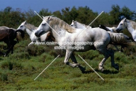Nuage, Camargue stallion running with mares and foals
