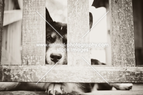 Husky Crossbreed lying behind fence