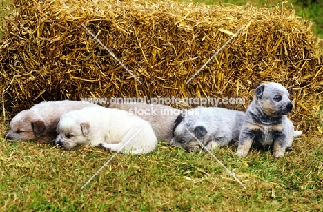 australian cattle dog puppies