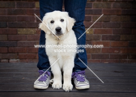 Golden retriever puppy standing between owner's legs.