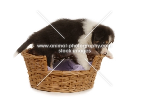 Border Collie in basket