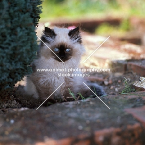 cute colourpoint kitten, seal point, (Aka: Persian or Himalayan)