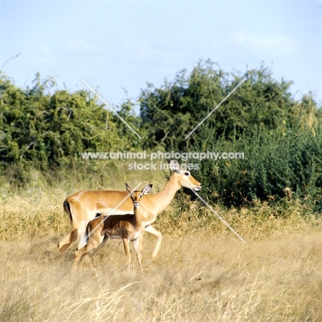 impala with her young in amboseli national park