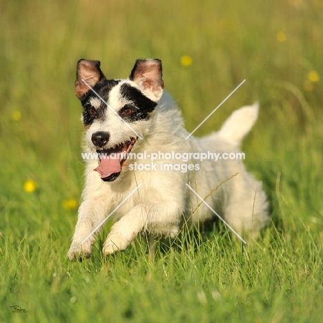 happy jack russell terrier running in grass