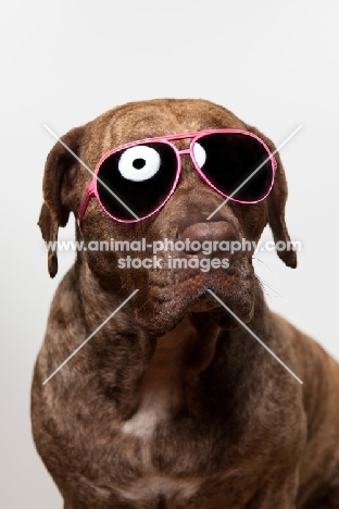 Dogo Canario dog in Sunglasses, 3 years old