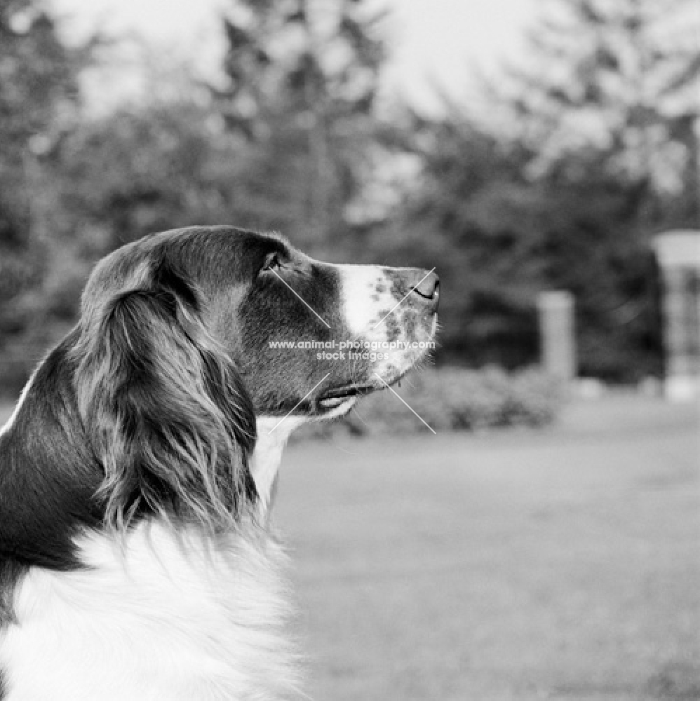 dutch partridge dog profile