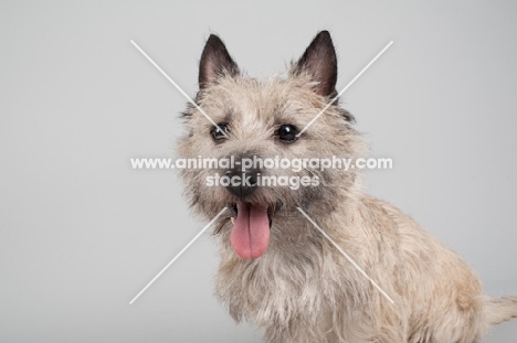 Portrait of a happy wheaten Cairn terrier on gray studio background.