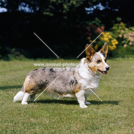 cardigan welsh corgi, full body shot