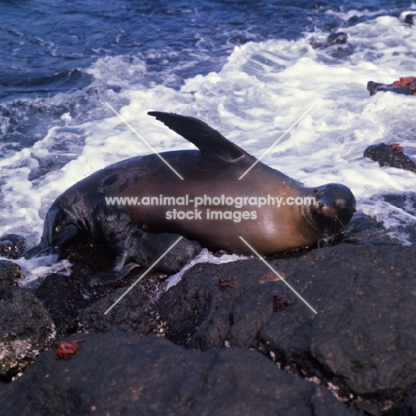 galapagos sea lion cow with pup suckling on south plaza island, galapagos islands