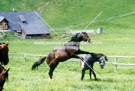 lipizzaner colts in play fight at stub alm, piber