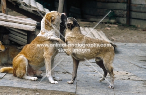 Persian street dogs, behaviour, submissive dog mouth licking his superior