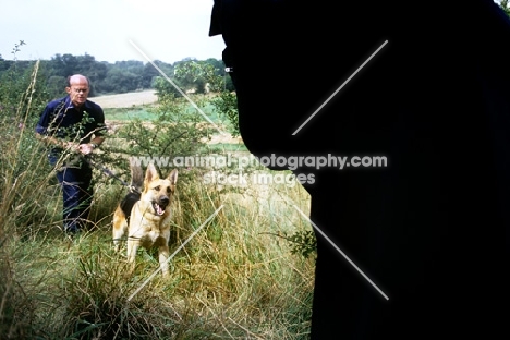 training a german shepherd dog for police work