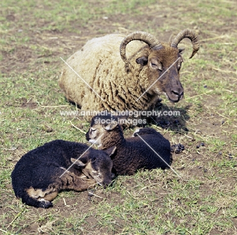 soay ewe with her two lambs 
