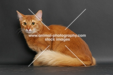 sorrel somali cat sitting down