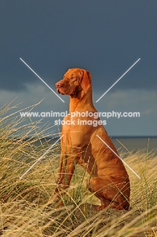 Hungarian Vizsla