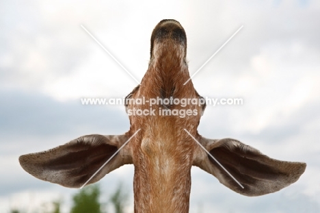 nubian goat, portrait from ow angle