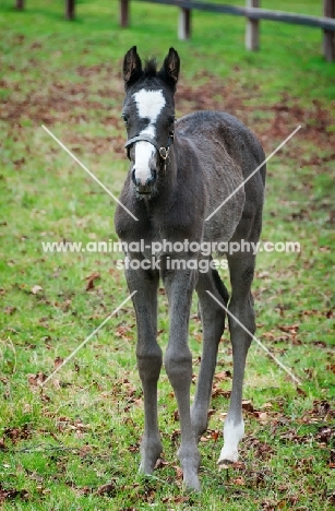 one thoroughbred foal in green field