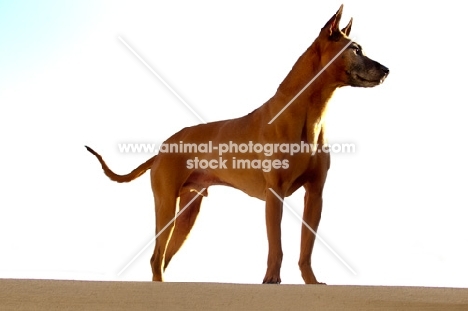 Thailand Ridgeback on white background