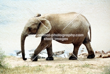 African Elephant