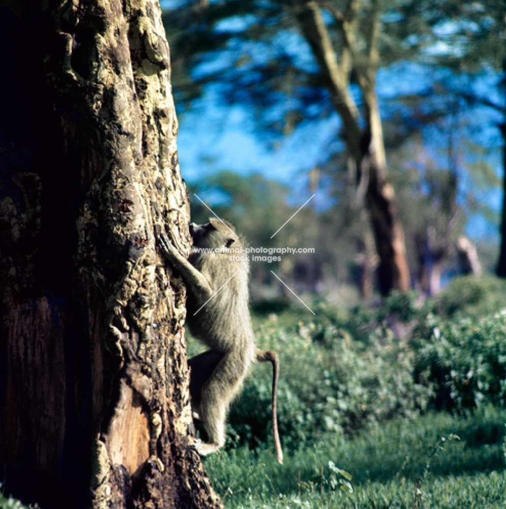 baboon climbing a tree