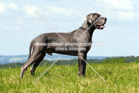 Great Dane posed