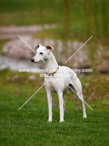 white Whippet