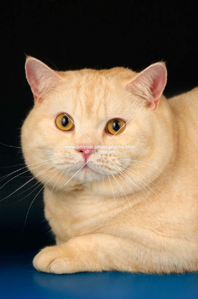 red tipped british shorthair cat