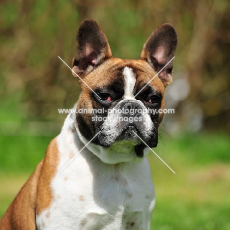 tan and white french bulldog