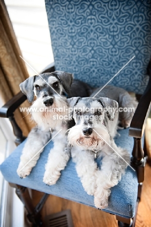 miniature schnauzers on blue chair